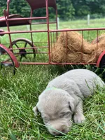 AKC Silver Labrador Retriever , a male Labrador Retriever for sale in White Sulphur Springs, WV – 1 of 2