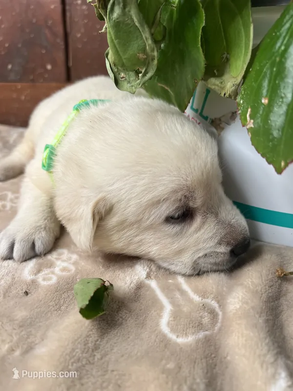 AKC Yellow Labrador Retriever  – Labrador Retriever puppy for sale in White Sulphur Springs, WV