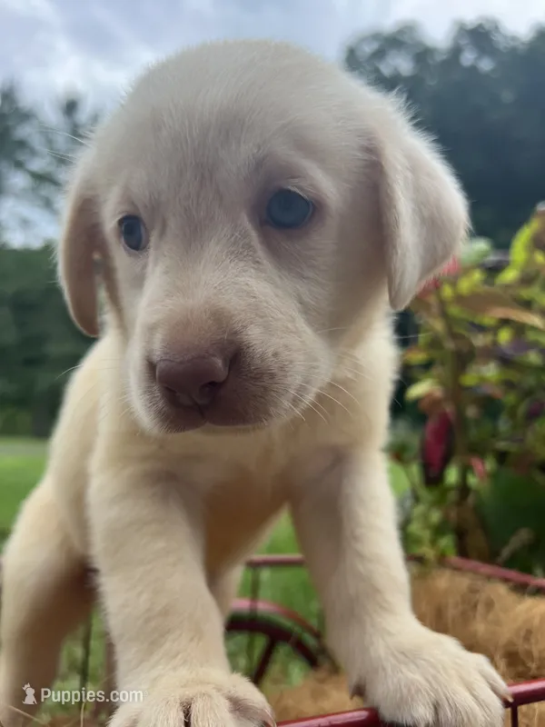 Ready to Go AKC Labrador Retriever  – Labrador Retriever puppy for sale in White Sulphur Springs, WV