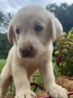 Ready to Go AKC Labrador Retriever , a male Labrador Retriever for sale in White Sulphur Springs, WV – 1 of 2