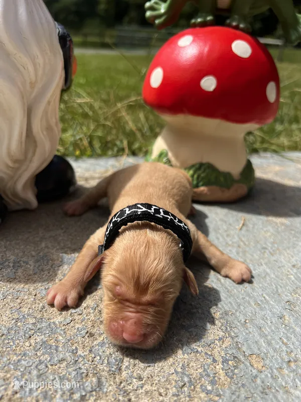 AKC Golden Retriever  – Golden Retriever puppy for sale in White Sulphur Springs, WV