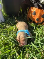 AKC Golden Retriever , a male Golden Retriever for sale in White Sulphur Springs, WV – 2 of 2