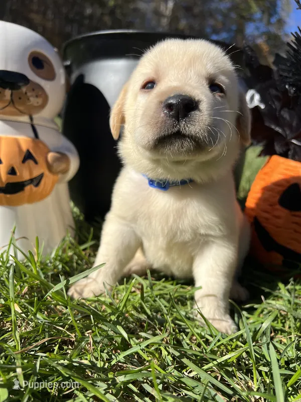 AKC Labrador Retriever  – Labrador Retriever puppy for sale in White Sulphur Springs, WV