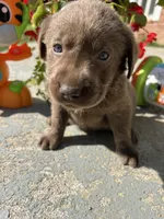 AKC Silver Labrador Retriever , a male Labrador Retriever for sale in White Sulphur Springs, WV – 2 of 2