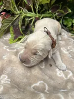 AKC Golden Retriever , a male Golden Retriever for sale in White Sulphur Springs, WV – 2 of 2
