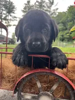Ready to Go AKC Black Labrador Retriever , a male Labrador Retriever for sale in White Sulphur Springs, WV – 1 of 2