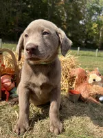 Discounted Ready to Go Home AKC Labrador Retriever , a male Labrador Retriever for sale in White Sulphur Springs, WV – 2 of 2