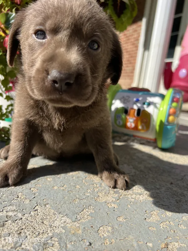 AKC Silver Labrador Retriever  – Labrador Retriever puppy for sale in White Sulphur Springs, WV
