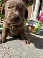 AKC Silver Labrador Retriever , a male Labrador Retriever for sale in White Sulphur Springs, WV – 1 of 2