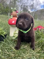 Ready to Go Chocolate Labrador Retriever , a female Labrador Retriever for sale in White Sulphur Springs, WV – 2 of 2