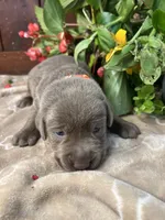 AKC Silver Labrador Retriever , a male Labrador Retriever for sale in White Sulphur Springs, WV – 2 of 2