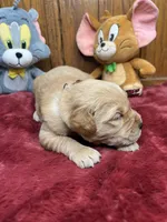 AKC Golden Retriever , a female Golden Retriever for sale in White Sulphur Springs, WV – Photo 2 of 2