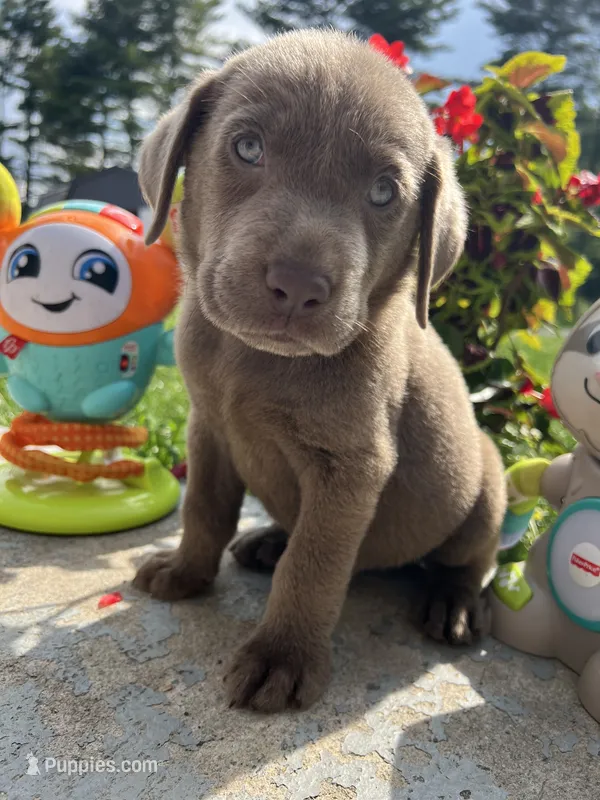 Ready to Go AKC Labrador Retriever  – Labrador Retriever puppy for sale in White Sulphur Springs, WV