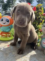 Ready to Go AKC Labrador Retriever , a male Labrador Retriever for sale in White Sulphur Springs, WV – 1 of 2