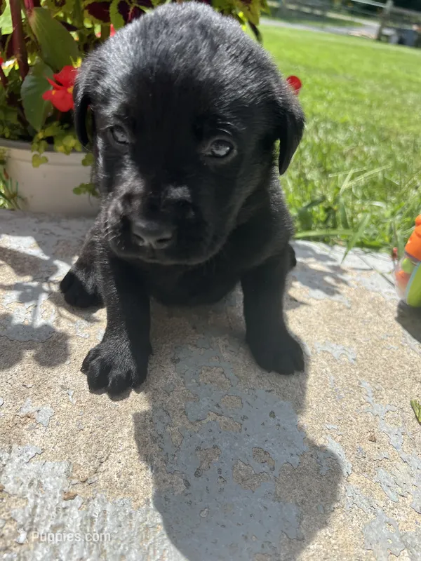 AKC Labrador Retriever  – Labrador Retriever puppy for sale in White Sulphur Springs, WV