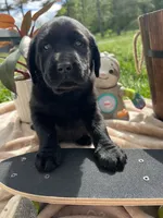 AKC Labrador Retriever , a female Labrador Retriever for sale in White Sulphur Springs, WV – 3 of 3