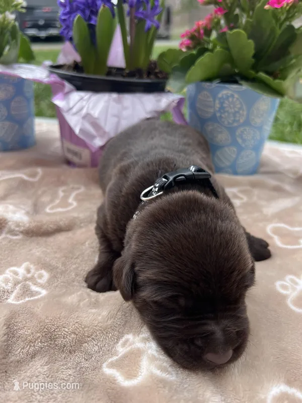 AKC Chocolate Labrador Retriever  – Labrador Retriever puppy for sale in White Sulphur Springs, WV