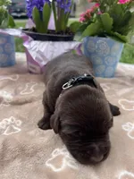 AKC Chocolate Labrador Retriever , a female Labrador Retriever for sale in White Sulphur Springs, WV – Photo 1 of 2