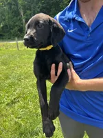 Discounted Ready to Go AKC Labrador Retriever , a female Labrador Retriever for sale in White Sulphur Springs, WV – 2 of 2