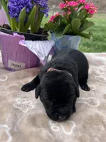 Black Labrador Retriever , a female Labrador Retriever for sale in White Sulphur Springs, WV – Photo 2 of 2