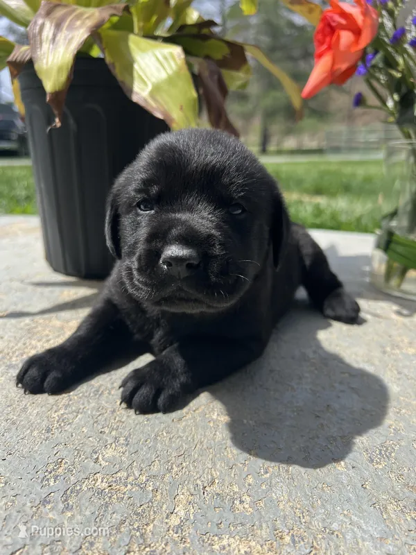 Black Labrador Retriever  – Labrador Retriever puppy for sale in White Sulphur Springs, WV
