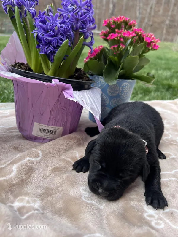Black Labrador Retriever  – Labrador Retriever puppy for sale in White Sulphur Springs, WV