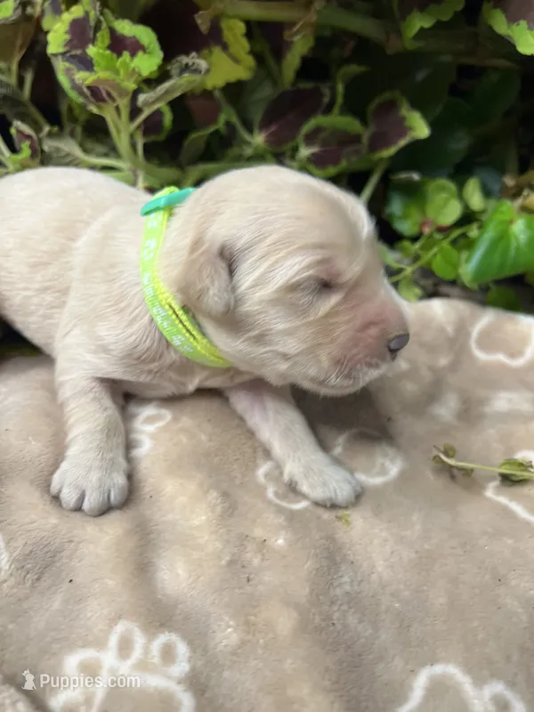 AKC Golden Retriever  – Golden Retriever puppy for sale in White Sulphur Springs, WV
