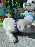 AKC Russian Cream Golden Retriever , a female Golden Retriever for sale in White Sulphur Springs, WV – 2 of 4