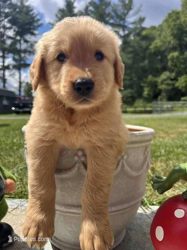 Full AKC Ready to Go Home Golden Retriever  – Golden Retriever puppy for sale in White Sulphur Springs, WV