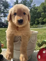 Full AKC Ready to Go Home Golden Retriever , a female Golden Retriever for sale in White Sulphur Springs, WV – 1 of 2