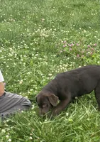 Discounted AKC Chocolate Labrador Retriever , a female Labrador Retriever for sale in White Sulphur Springs, WV – 2 of 6