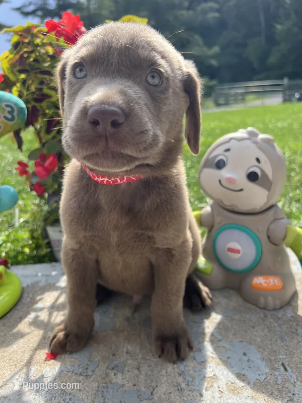 Ready to Go Labrador Retriever  – Labrador Retriever puppy for sale in White Sulphur Springs, WV