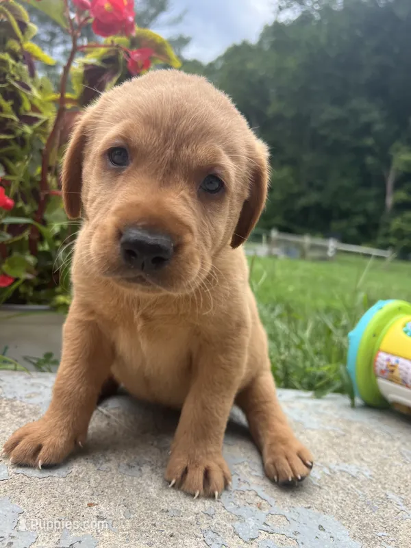 AKC Fox Red Labrador Retriever  – Labrador Retriever puppy for sale in White Sulphur Springs, WV