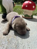 AKC Silver Labrador Retriever , a female Labrador Retriever for sale in White Sulphur Springs, WV – 2 of 2