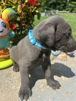 Ready to Go Charcoal Labrador Retriever , a male Labrador Retriever for sale in White Sulphur Springs, WV – 2 of 2