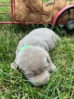 AKC Silver Labrador Retriever , a male Labrador Retriever for sale in White Sulphur Springs, WV – 2 of 2