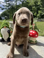 Discounted Ready to Go Silver AKC Labrador Retriever , a male Labrador Retriever for sale in White Sulphur Springs, WV – 1 of 2