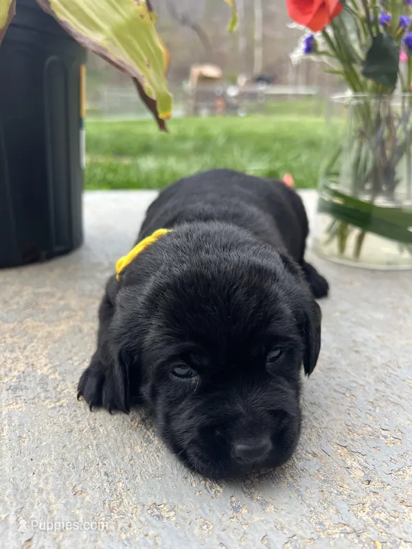 AKC Labrador Retriever  – Labrador Retriever puppy for sale in White Sulphur Springs, WV