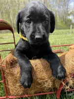 Ready to Go AKC Labrador Retriever , a female Labrador Retriever for sale in White Sulphur Springs, WV – 2 of 2