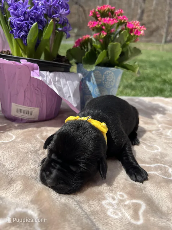 AKC Labrador Retriever  – Labrador Retriever puppy for sale in White Sulphur Springs, WV