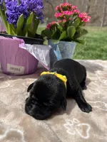 AKC Labrador Retriever , a female Labrador Retriever for sale in White Sulphur Springs, WV – Photo 1 of 2