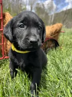 Ready to Go AKC Labrador Retriever , a female Labrador Retriever for sale in White Sulphur Springs, WV – 1 of 2