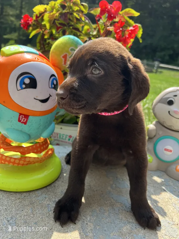 Ready to Go AKC Chocolate Labrador Retriever  – Labrador Retriever puppy for sale in White Sulphur Springs, WV