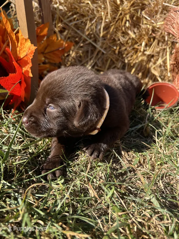 AKC Chocolate Labrador Retriever  – Labrador Retriever puppy for sale in White Sulphur Springs, WV