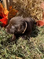 AKC Chocolate Labrador Retriever , a male Labrador Retriever for sale in White Sulphur Springs, WV – 1 of 2
