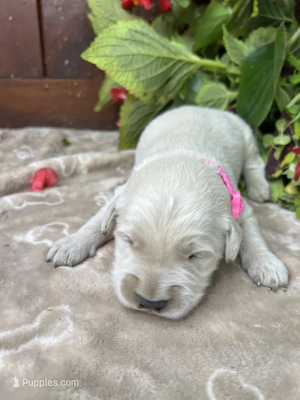 AKC Golden Retriever  – Golden Retriever puppy for sale in White Sulphur Springs, WV