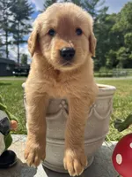 Expecting AKC Golden Retriever , a  Golden Retriever for sale in White Sulphur Springs, WV – 1 of 1
