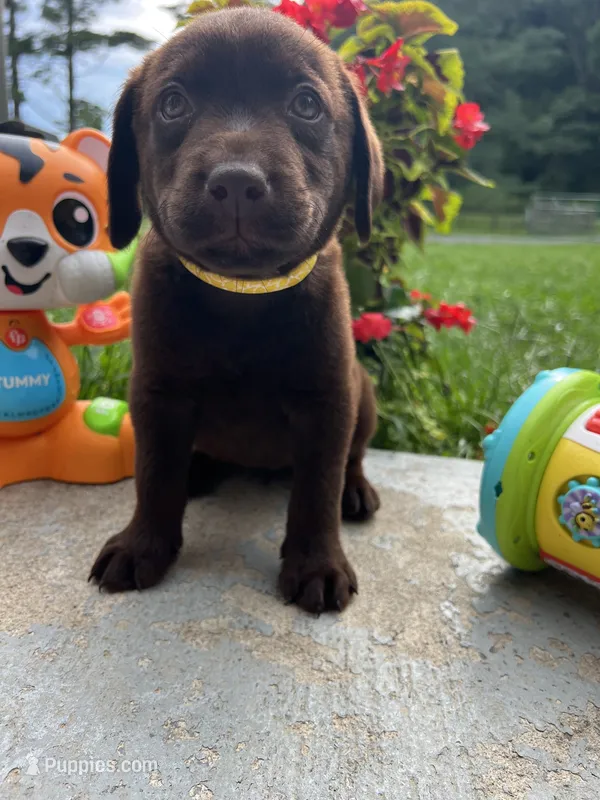 Ready to Go AKC Labrador Retriever  – Labrador Retriever puppy for sale in White Sulphur Springs, WV