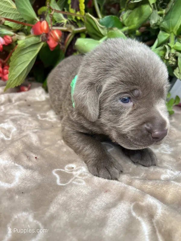 AKC Silver Labrador Retriever  – Labrador Retriever puppy for sale in White Sulphur Springs, WV