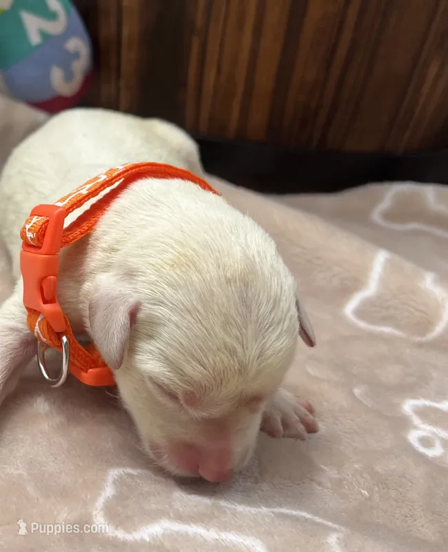AKC Yellow Labrador Retriever  – Labrador Retriever puppy for sale in White Sulphur Springs, WV